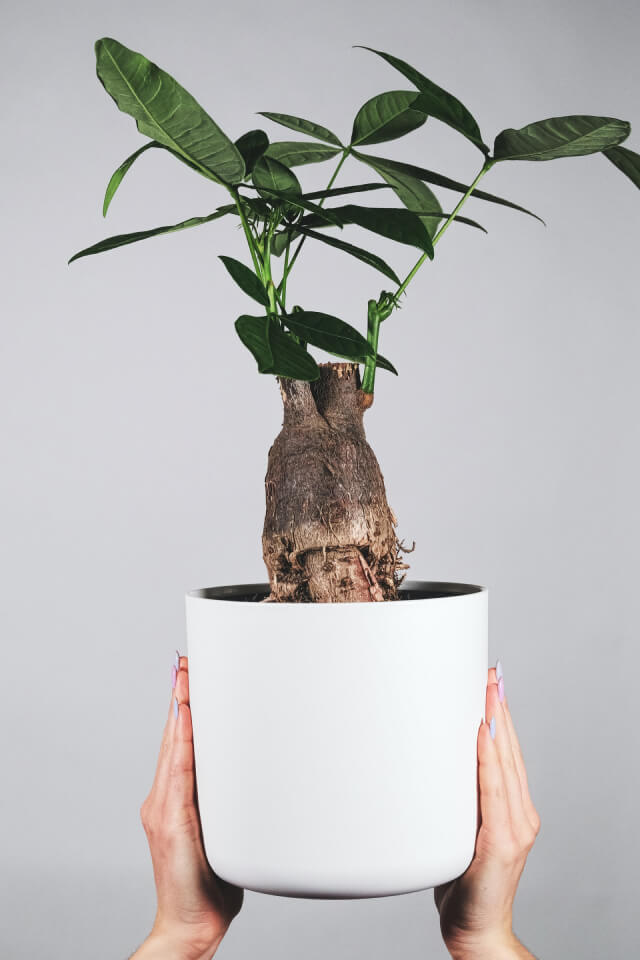 plants-shop-product-gallery-img-17 نبات أخضر صحي ينمو في بيئة زراعية مناسبة