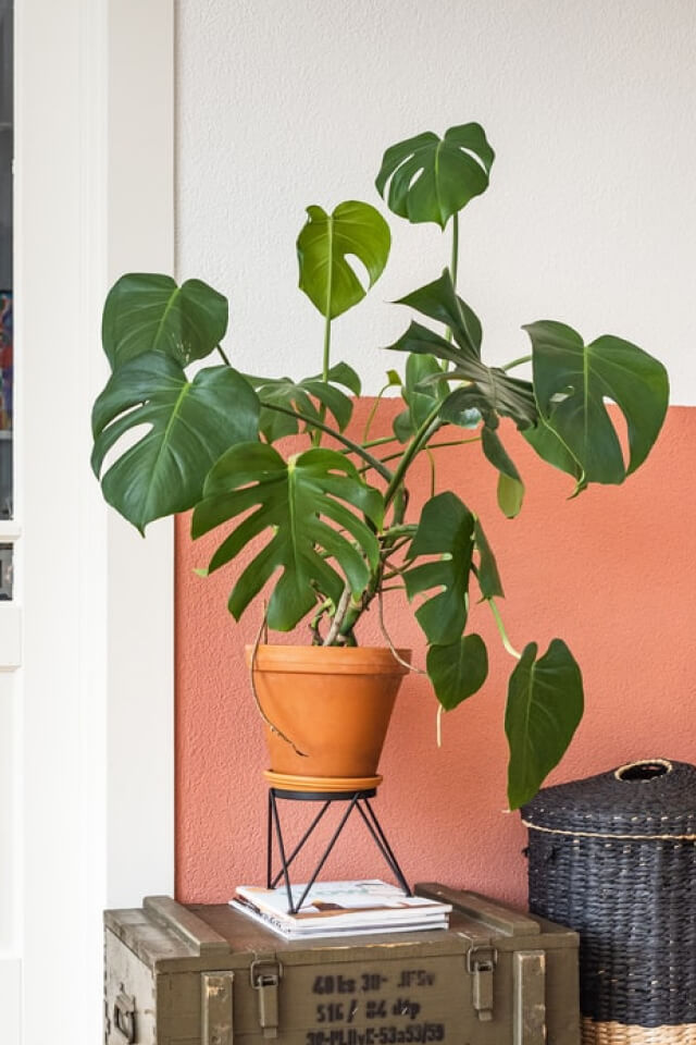 plants-shop-product-gallery-img-6 نبات أخضر صحي ينمو في بيئة زراعية مناسبة